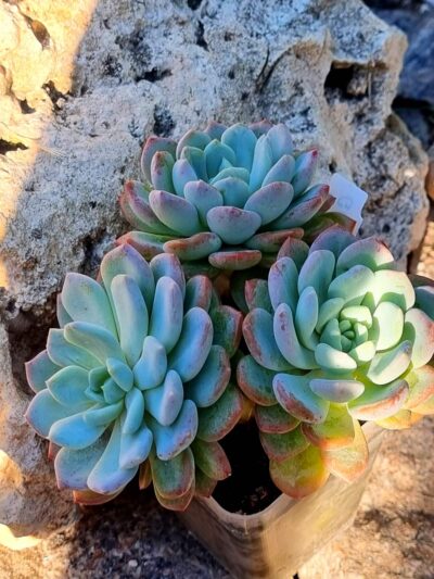 Echeveria Glauca