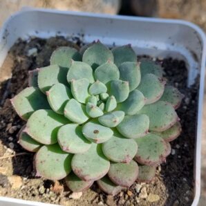 Echeveria