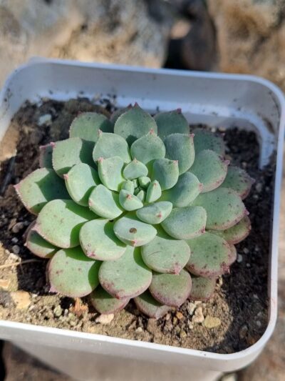 Echeveria
