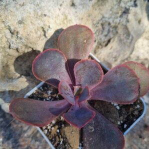 Echeveria Sunset Donesk