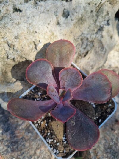 Echeveria Sunset Donesk