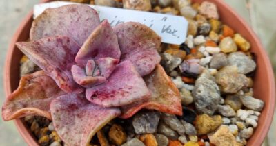 Graptoveria “BAINESII” variegata - Зображення 2