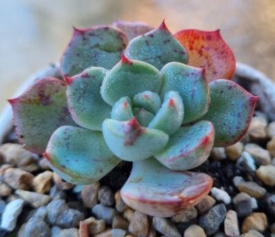 Echeveria "Sitifukumiama' x Moranii"