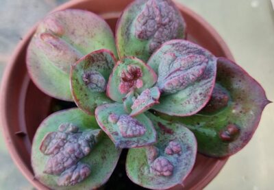Echeveria "PAUL BUNIAN" - Зображення 2