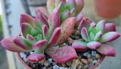 Echeveria "MINI BELLE"