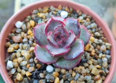 Echeveria "MIRINE" - Зображення 2