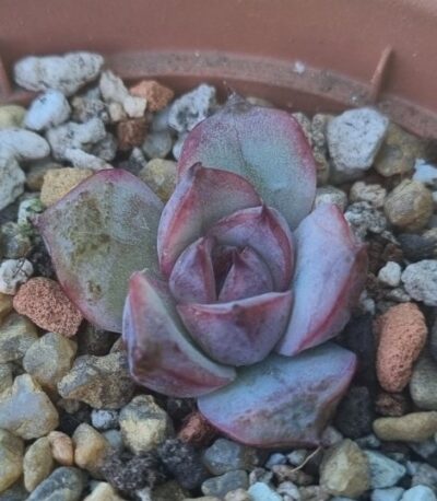 Echeveria "MIRINE"