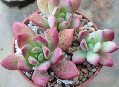 Echeveria "MINI BELLE" - Зображення 2