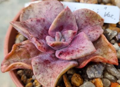 Graptoveria “BAINESII” variegata