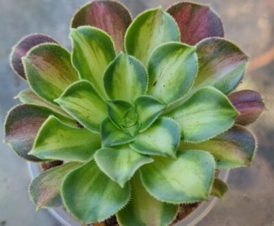 Aeonium "PINK WITCH GREEN MIDDLE" - Зображення 3