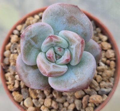 Echeveria "WHITE CHAMPAGNE" - Зображення 3