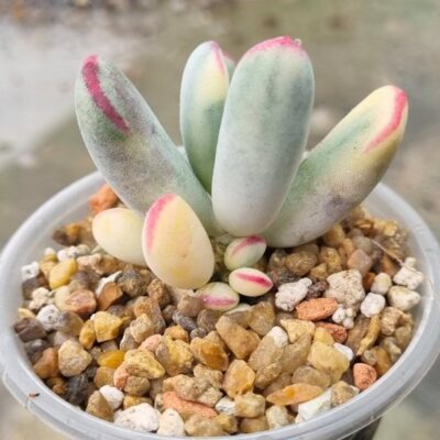 Cotyledon orbiculata var. flanaganii f. variegata (Long leaf)