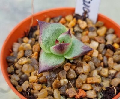 Echeveria agavoides "EBONY SUPER RED" - Зображення 2