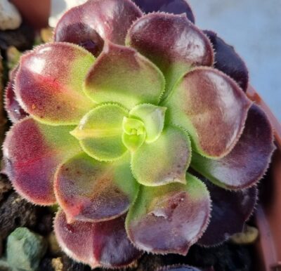 Aeonium "KILIMANJARO" var.