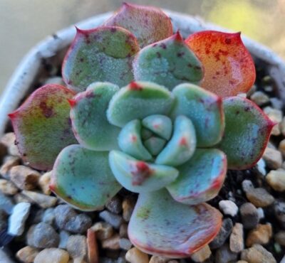 Echeveria "Sitifukumiama' x Moranii" - Зображення 2