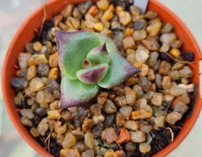 Echeveria agavoides "EBONY SUPER RED" - Зображення 3
