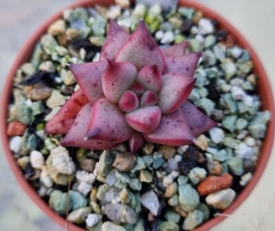 Echeveria agavoides "CELESTIA" - Зображення 2