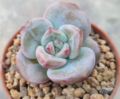 Echeveria "WHITE CHAMPAGNE" - Зображення 2