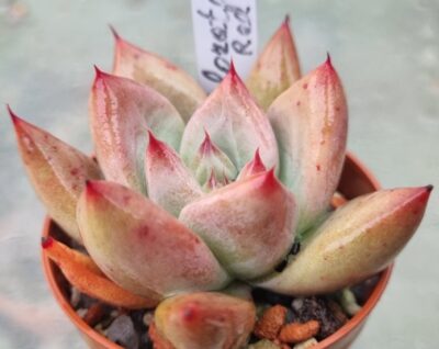 Echeveria agavoides "COLORATA RED"