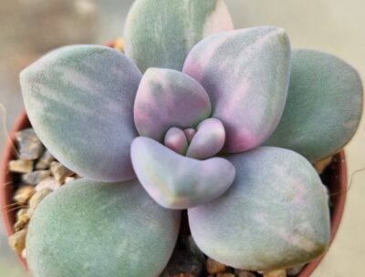 Pachyveria "DUSTY ROSE" variegata - Зображення 2
