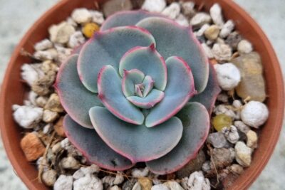 ECHEVERIA "MUESLI" - Зображення 2