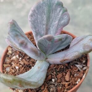 Echeveria "Jocelyn's Joy"