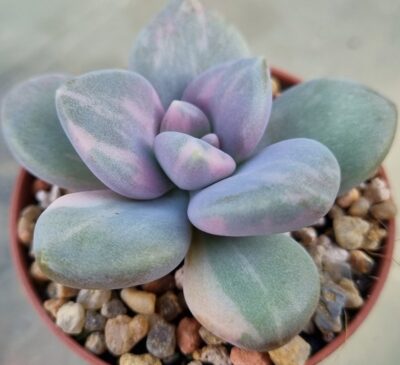 Pachyveria "DUSTY ROSE" variegata - Зображення 3