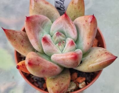 Echeveria agavoides "COLORATA RED" - Зображення 2