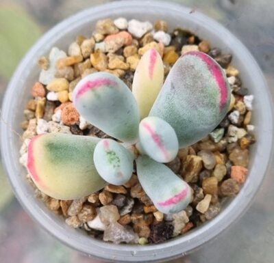 Cotyledon orbiculata var. flanaganii f. variegata (Long leaf) - Зображення 3