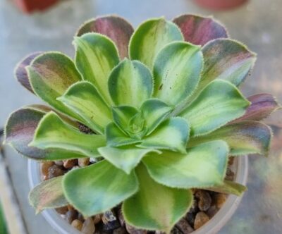 Aeonium "PINK WITCH GREEN MIDDLE" - Зображення 2