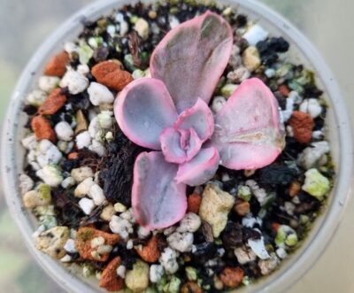 Echeveria "BERKELEY LIGHT" variegated - Зображення 3