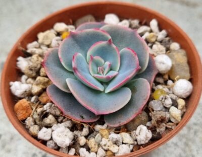 ECHEVERIA "MUESLI"