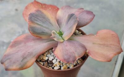 Echeveria "Suyon Frill GOLD"/Red Phoenix GOLD" variegated