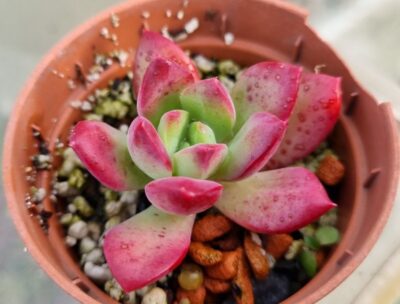ECHEVERIA "MINI BELLE"