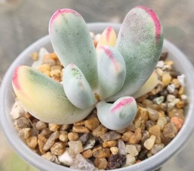 Cotyledon orbiculata var. flanaganii f. variegata (Long leaf) - Зображення 2