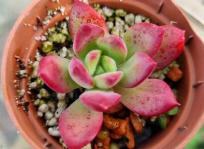 ECHEVERIA "MINI BELLE" - Зображення 2