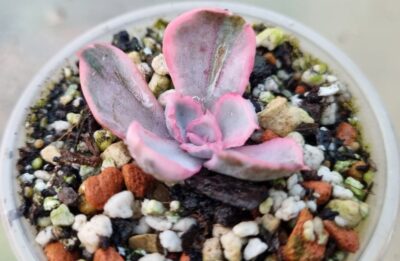 Echeveria "BERKELEY LIGHT" variegated