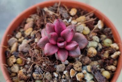 Lenopetalum "Chocolate" variegata - Зображення 2