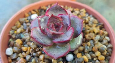 Echeveria "MIRINE"