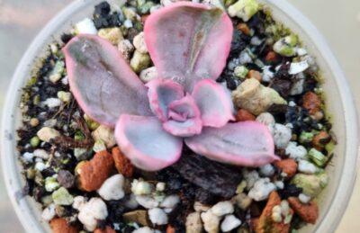 Echeveria "BERKELEY LIGHT" variegated - Зображення 2
