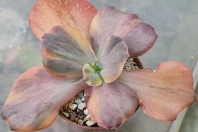 Echeveria "Suyon Frill GOLD"/Red Phoenix GOLD" variegated - Зображення 2
