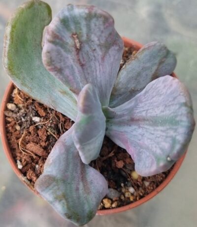 Echeveria "Jocelyn's Joy" - Зображення 2