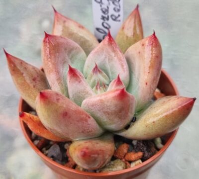 Echeveria agavoides "COLORATA RED" - Зображення 3