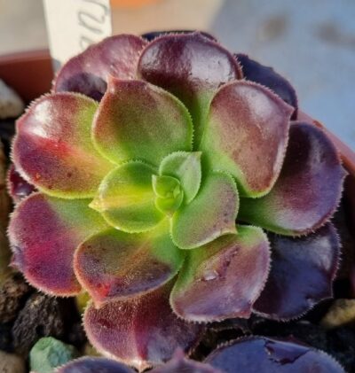 Aeonium "KILIMANJARO" var. - Зображення 2