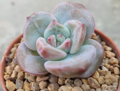 Echeveria "WHITE CHAMPAGNE"
