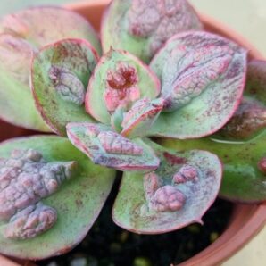 Echeveria "PAUL BUNIAN"