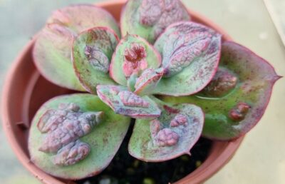 Echeveria "PAUL BUNIAN"