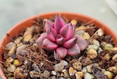 Lenopetalum "Chocolate" variegata