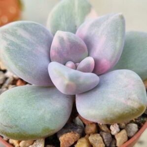 Pachyveria "DUSTY ROSE" variegata | 110