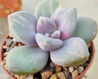 Pachyveria "DUSTY ROSE" variegata